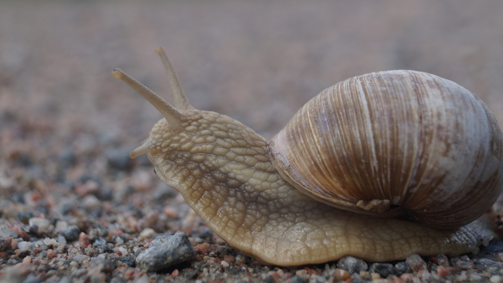 Schnecke Schweden